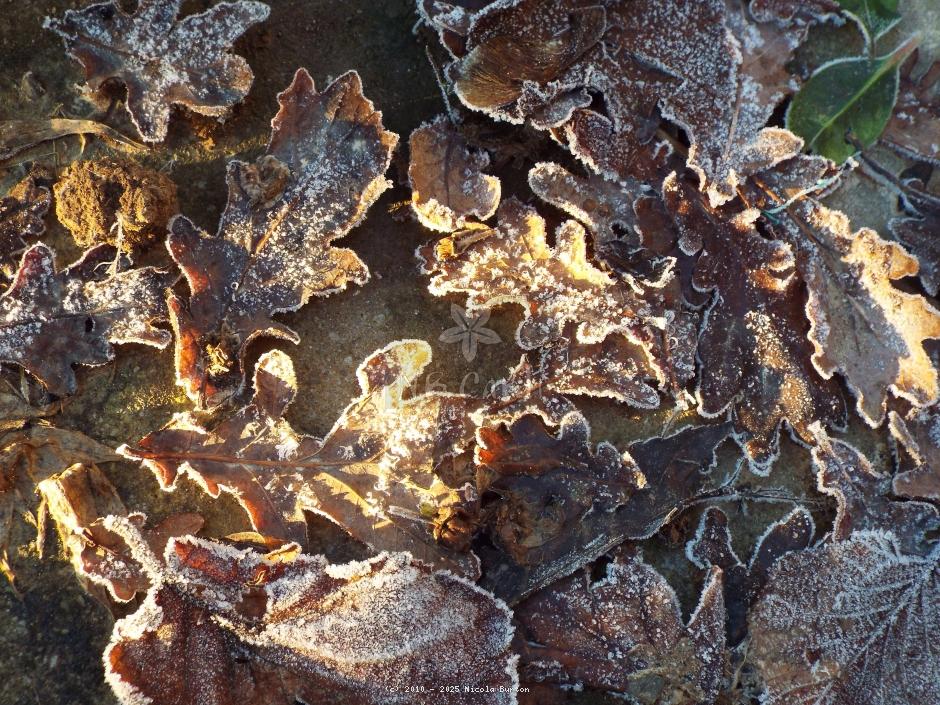 Frost
