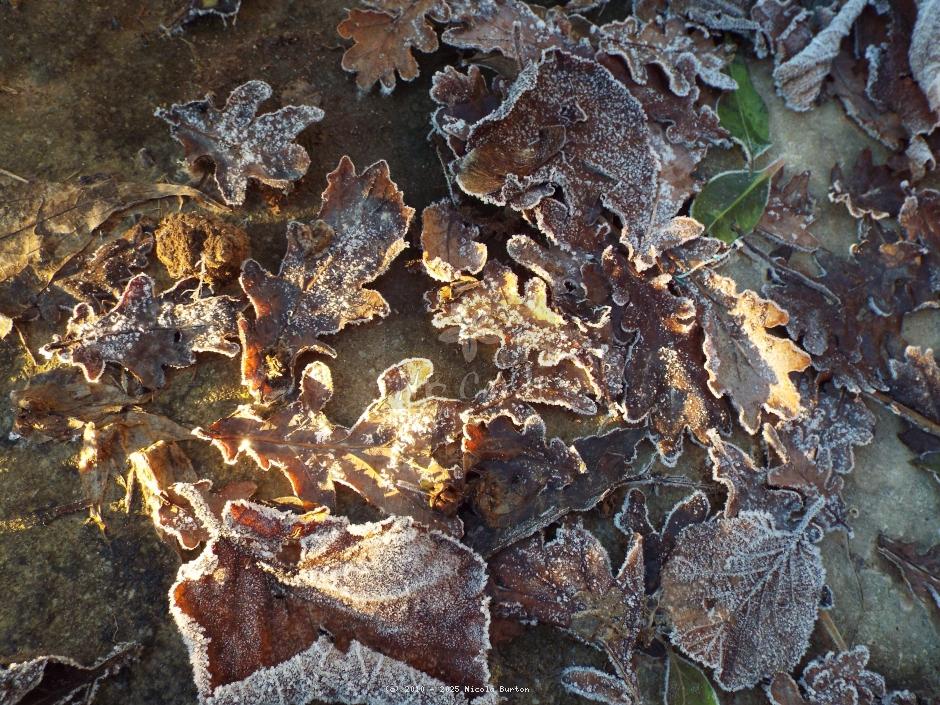 Frost 2