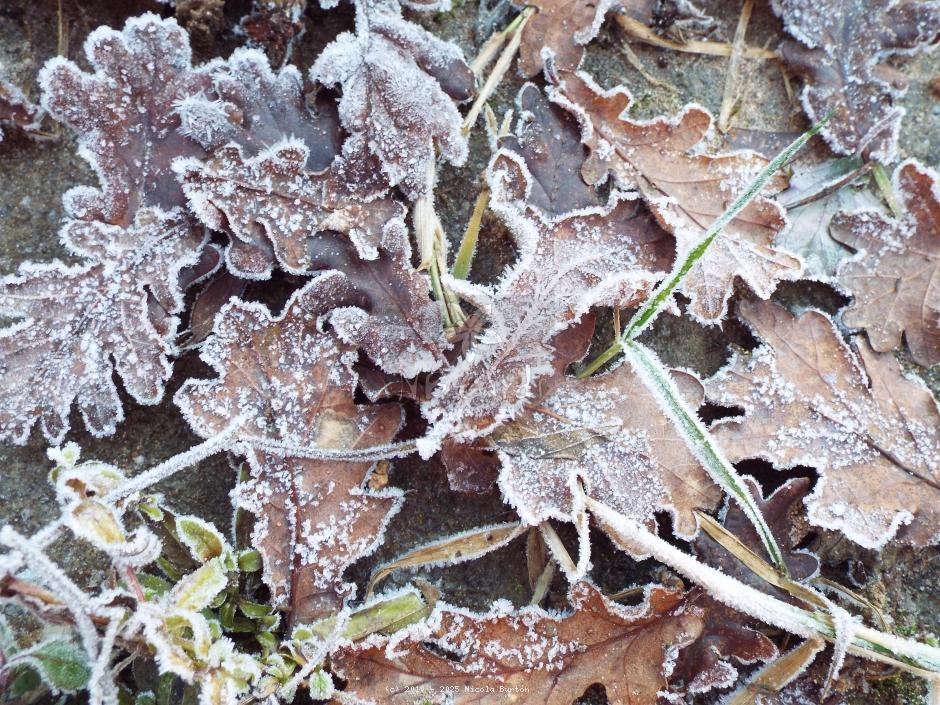 Frost 3