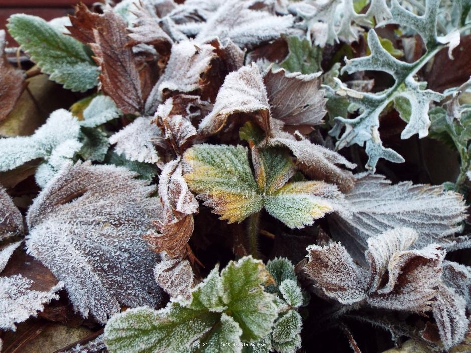 Frost 4