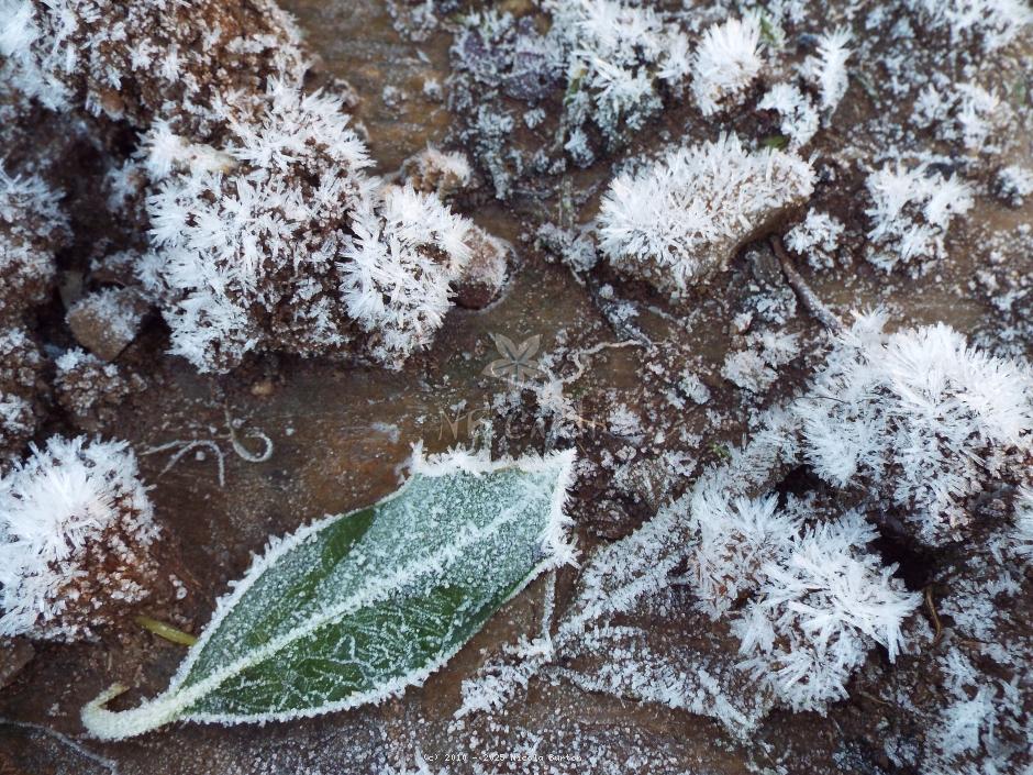 Frost 7