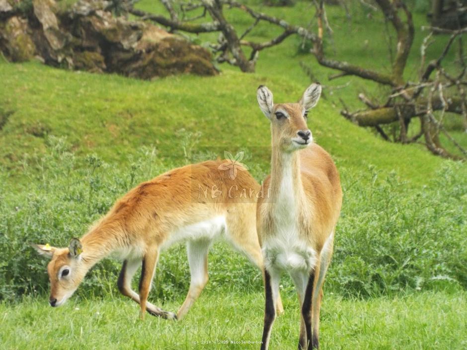 Dartmoor Zoo