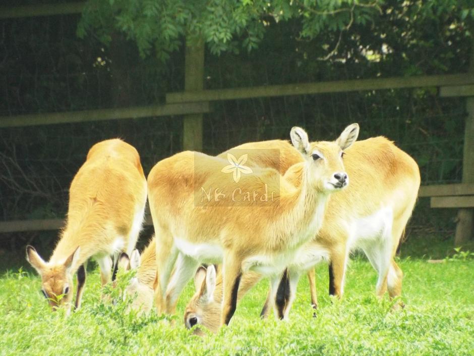 Dartmoor Zoo