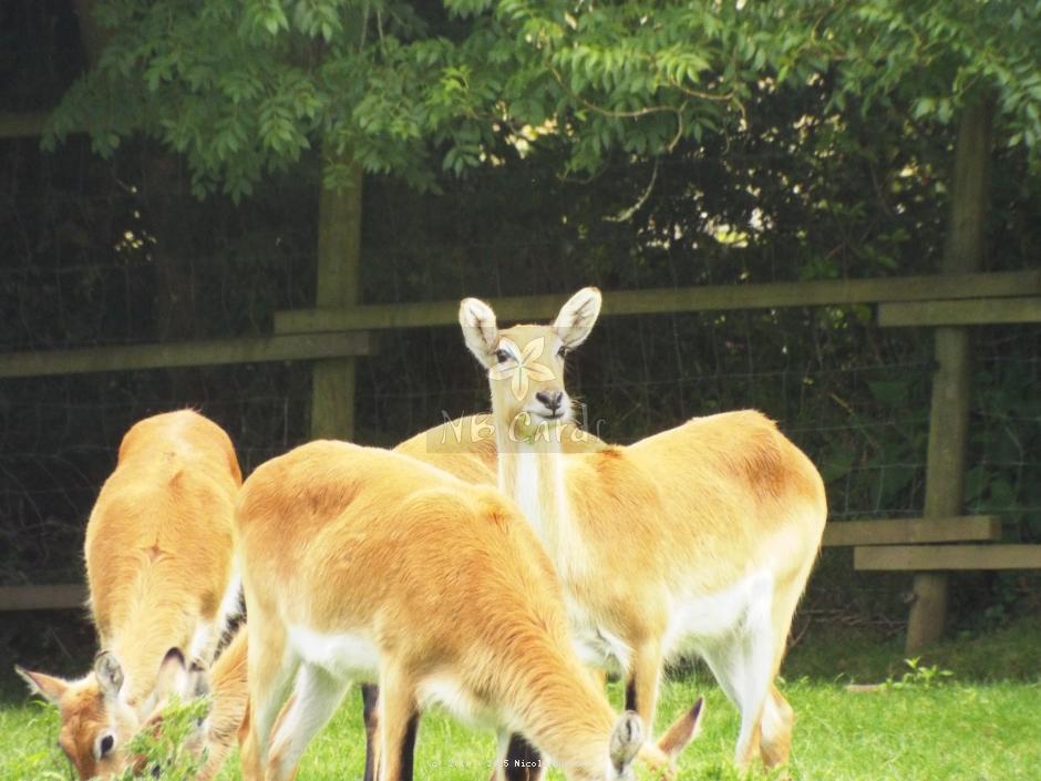 Dartmoor Zoo 068