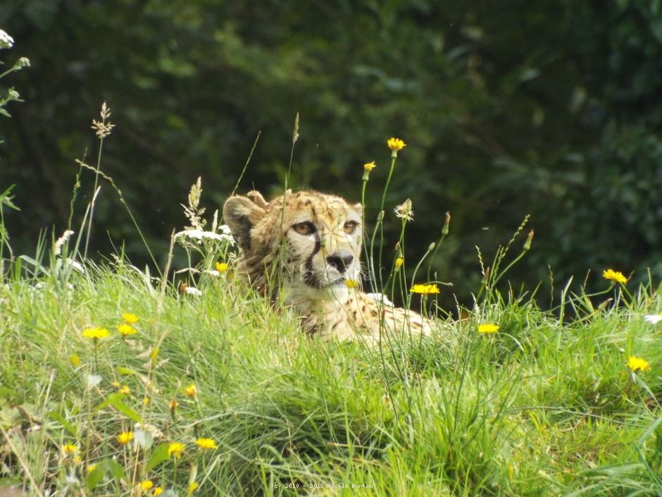 Dartmoor Zoo Cheetah
