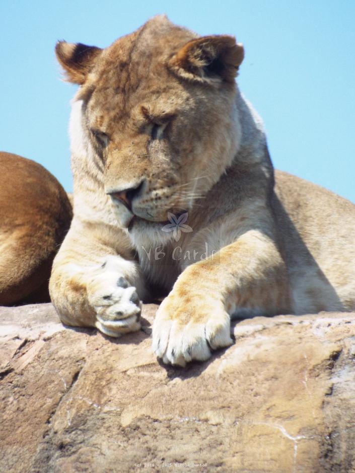 Lion