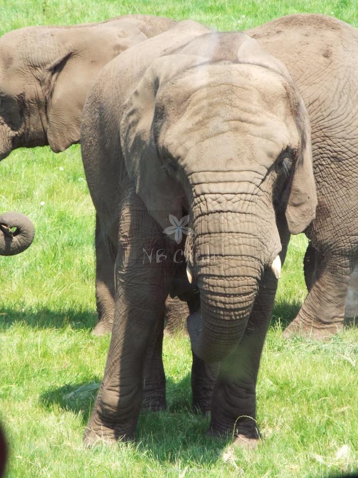 West Midlands Elephant