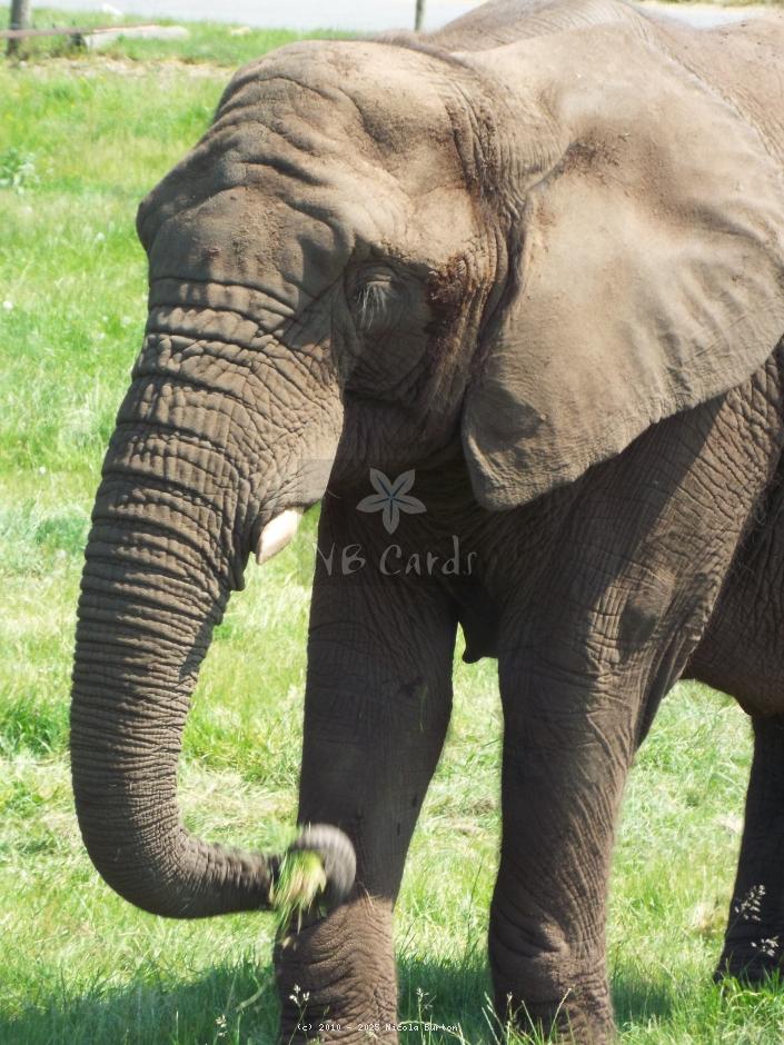 West Midlands Elephant