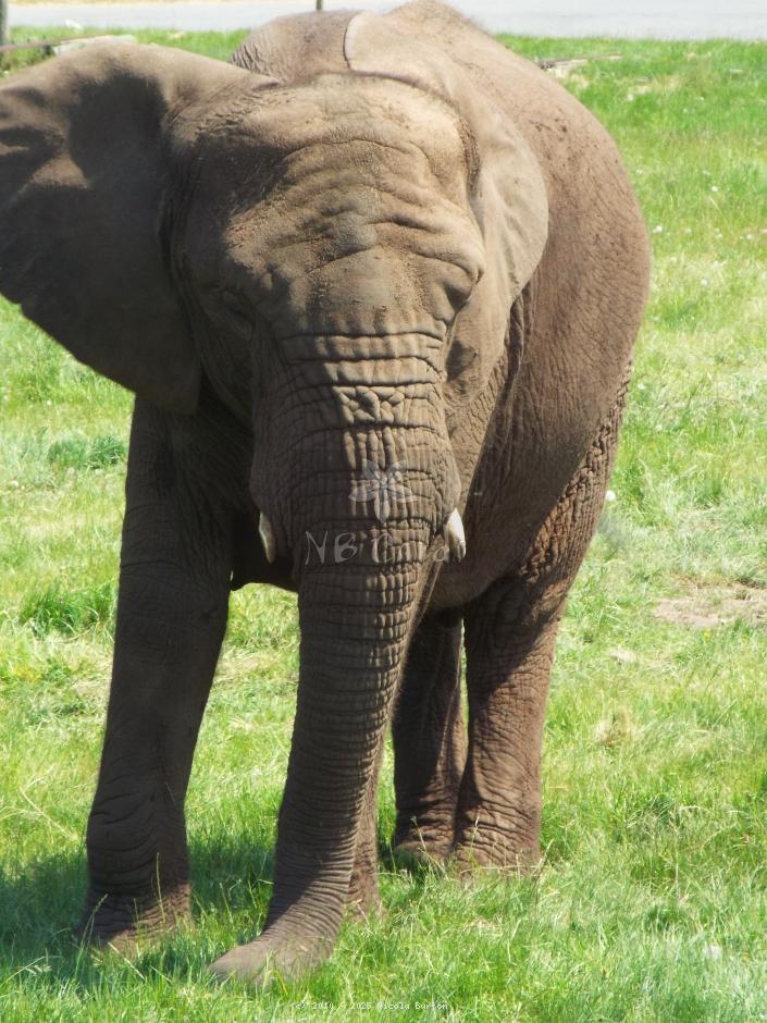 West Midlands Elephant