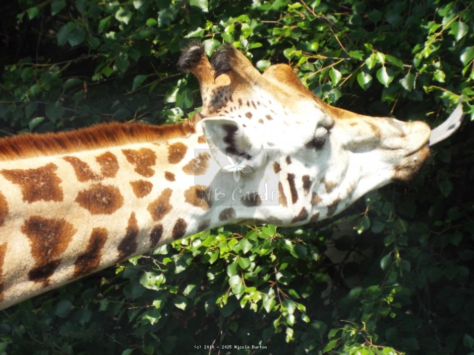 West Midlands Giraffe