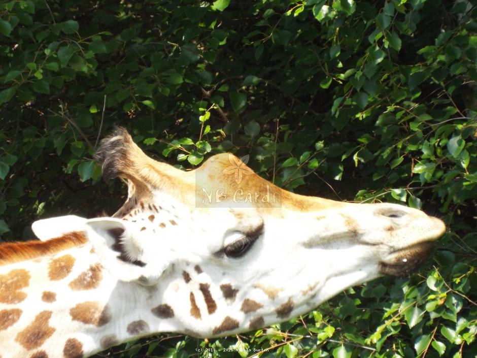 West Midlands Giraffe
