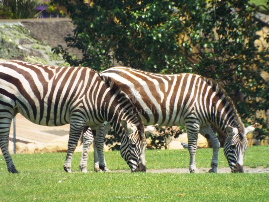 West Midlands Zebra