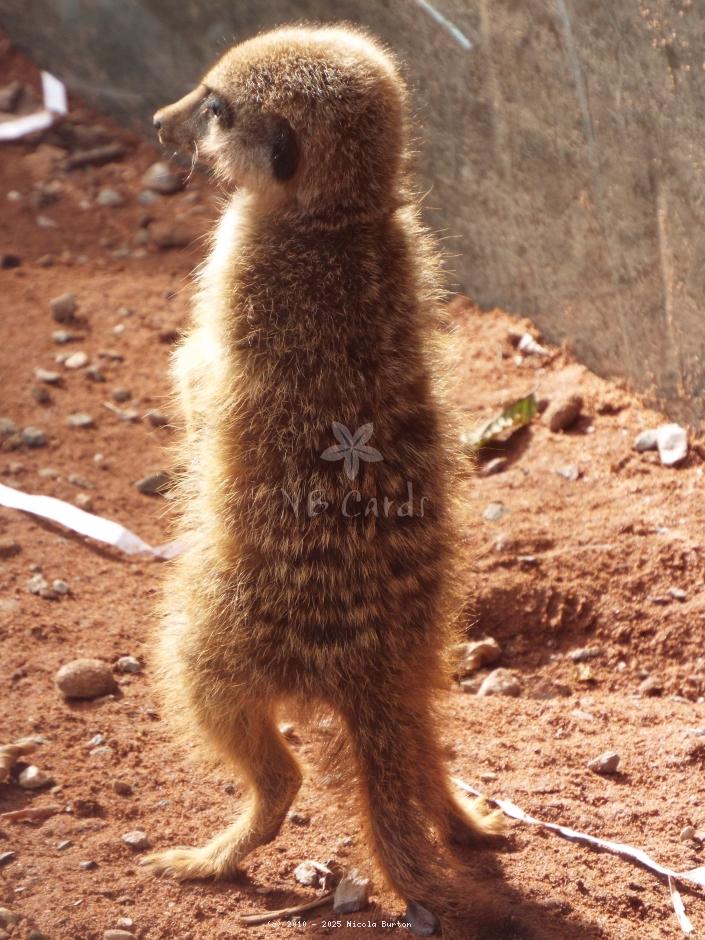 Meerkat 1