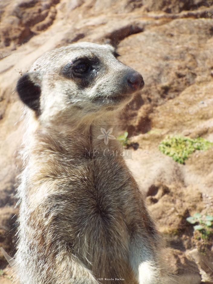 Meerkat 10