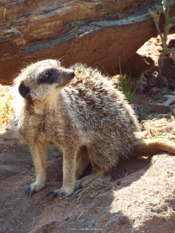 Meerkat 11