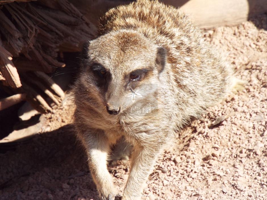 Meerkat 13