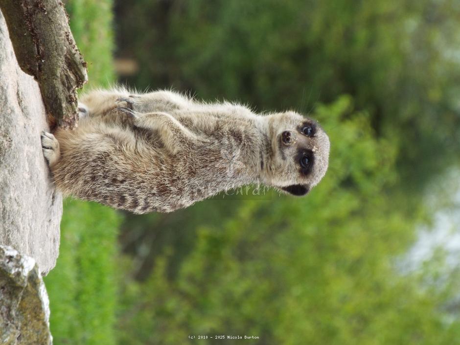 Meerkat 14