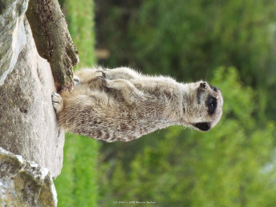 Meerkat 15