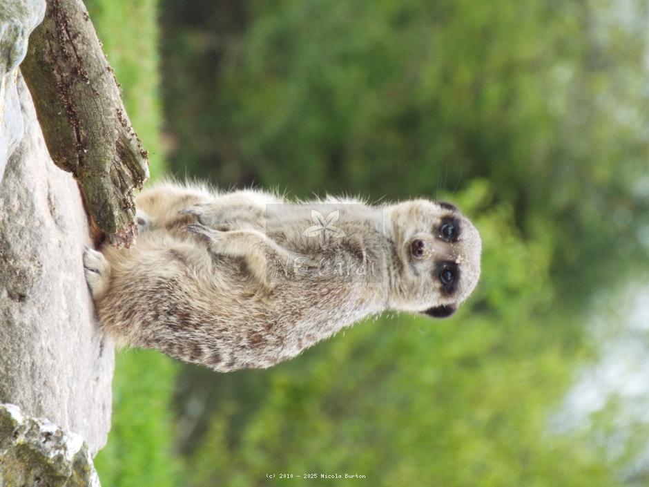 Meerkat 16