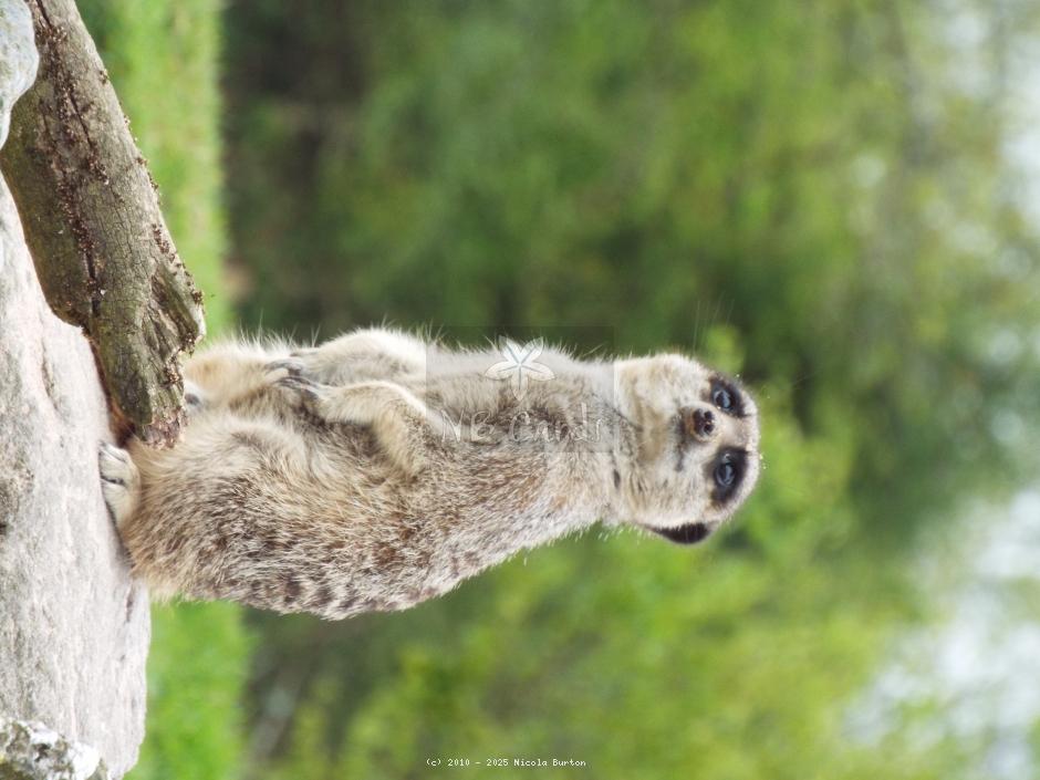 Meerkat 17