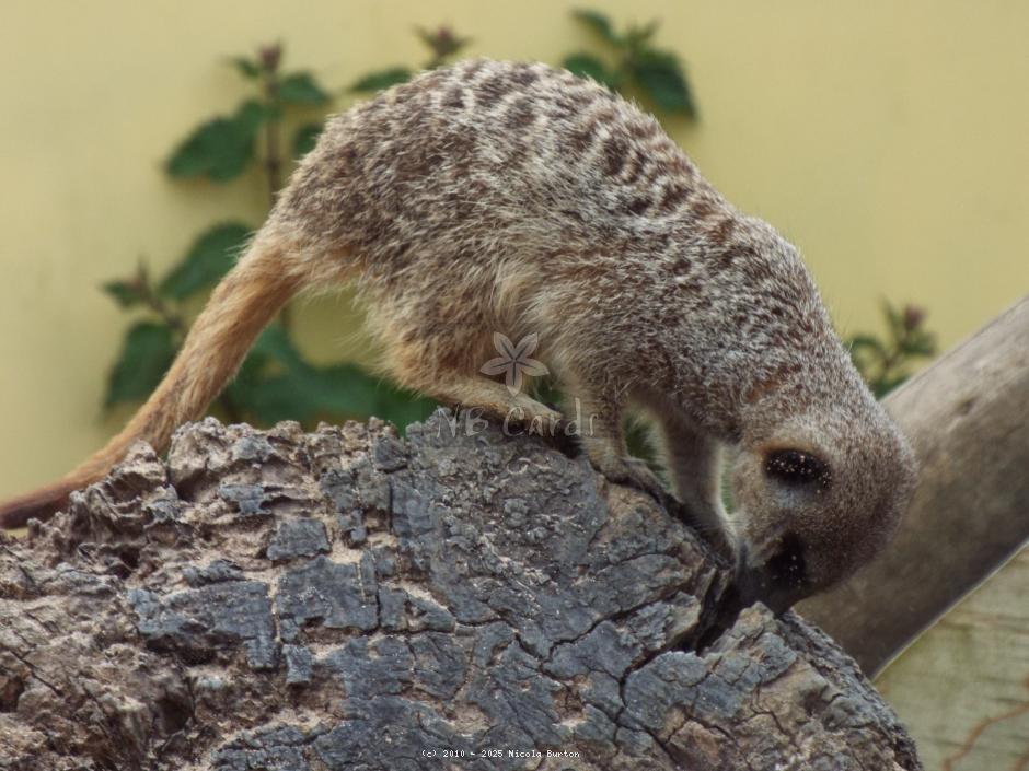 Meerkat 18