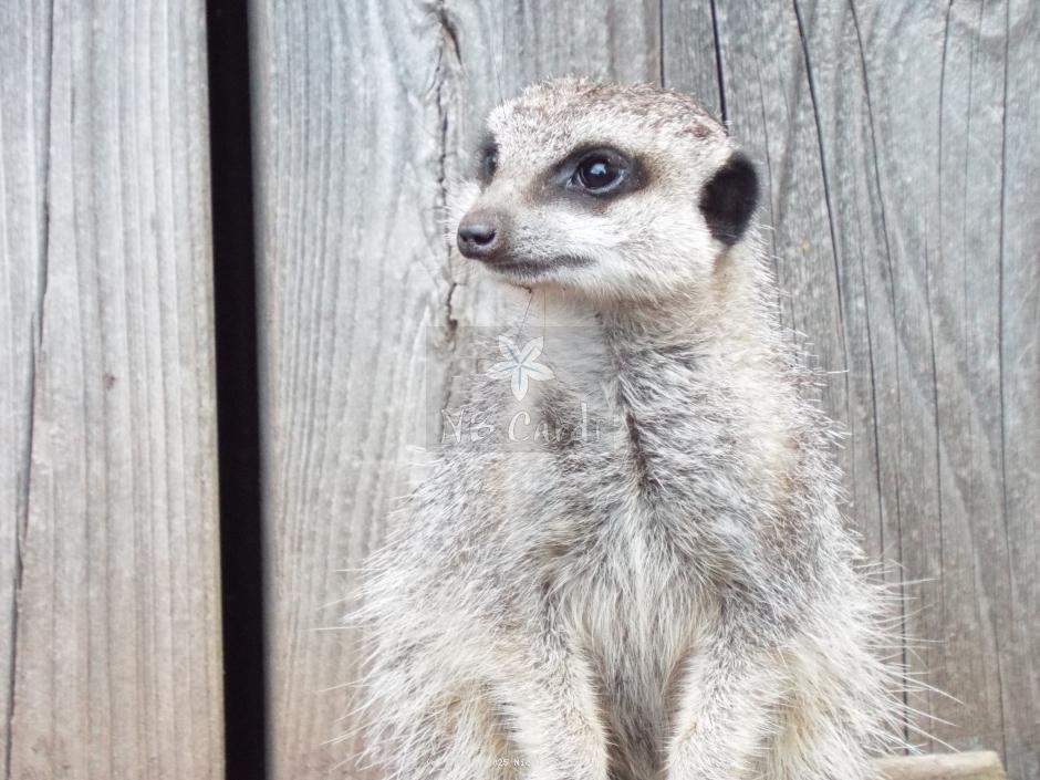 Meerkat 19