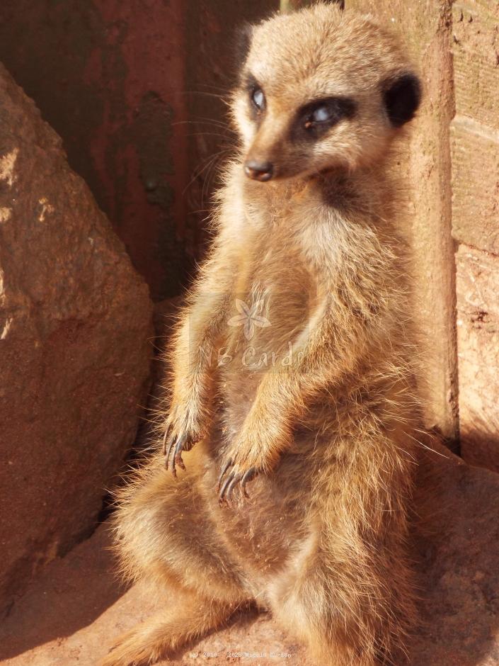 Meerkat 2