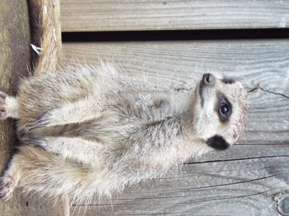 Meerkat 20