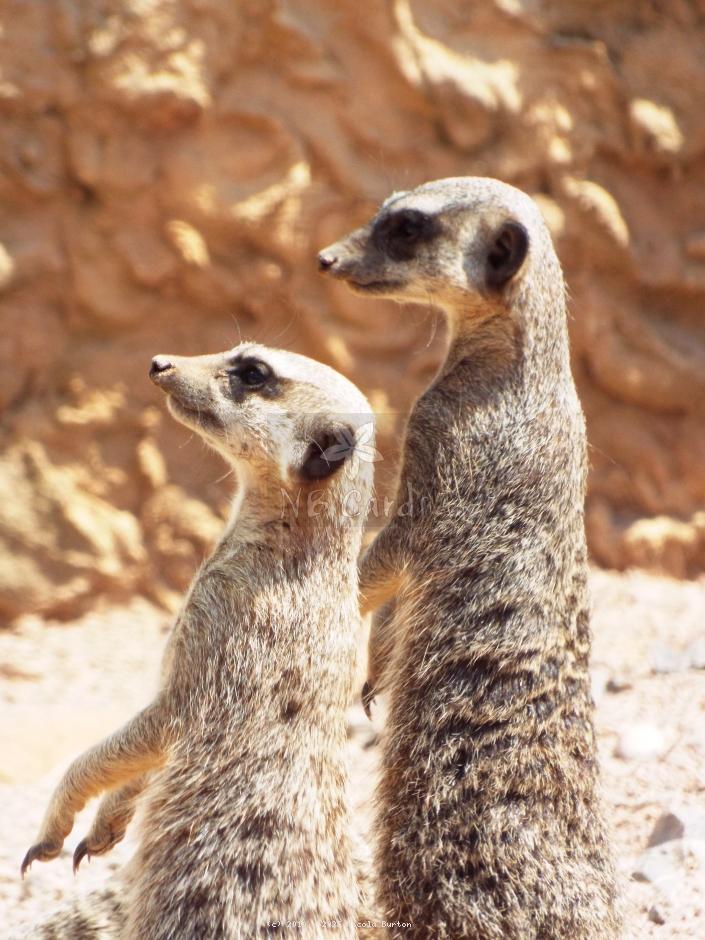 Meerkat 3