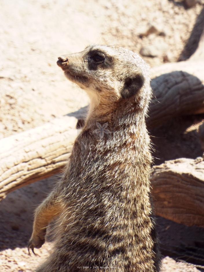 Meerkat 4