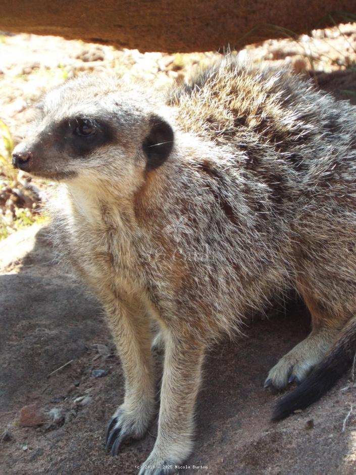 Meerkat 5