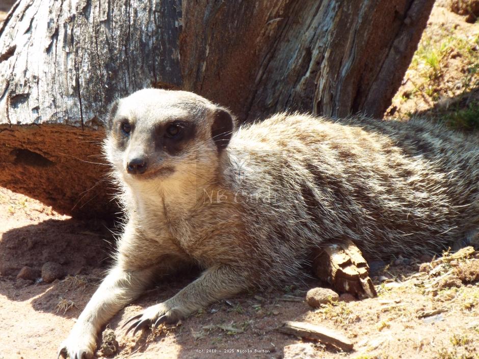 Meerkat 7