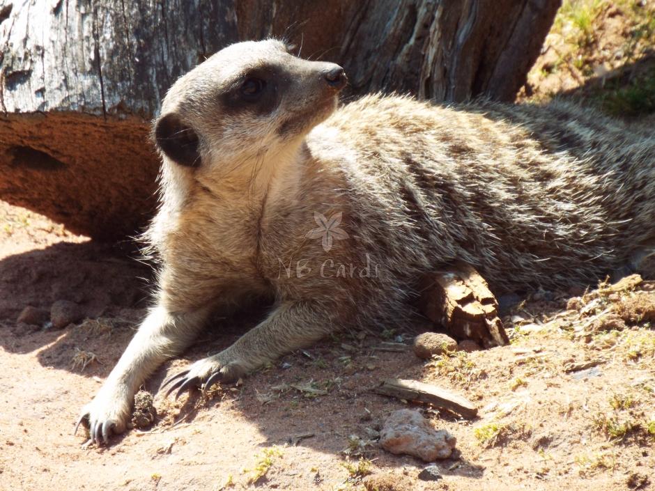 Meerkat 8