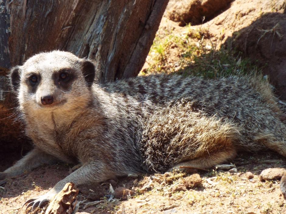 Meerkat 9