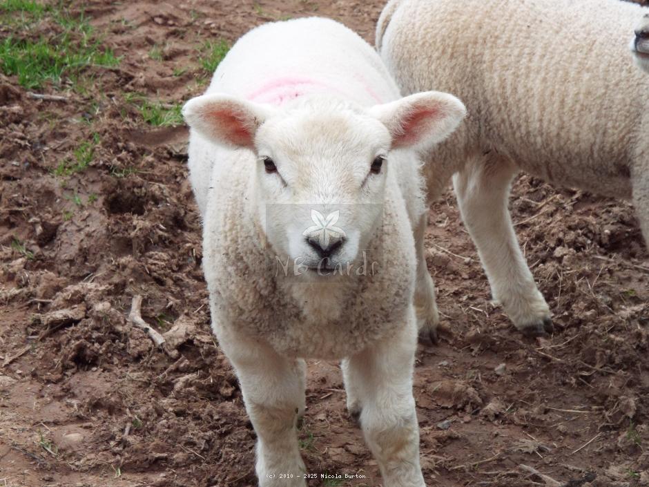 Lamb