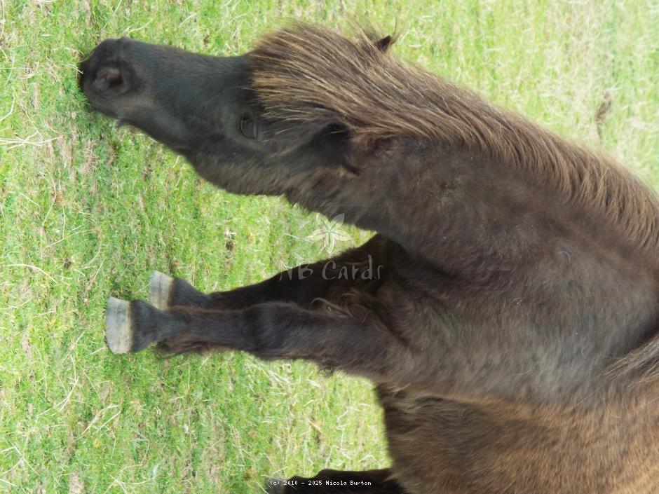 Pony
