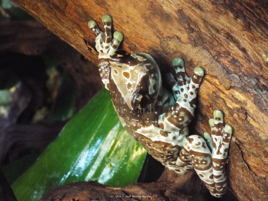 Frog 1
