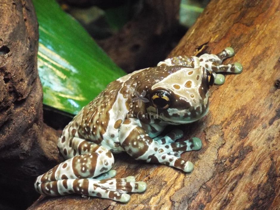Frog 2