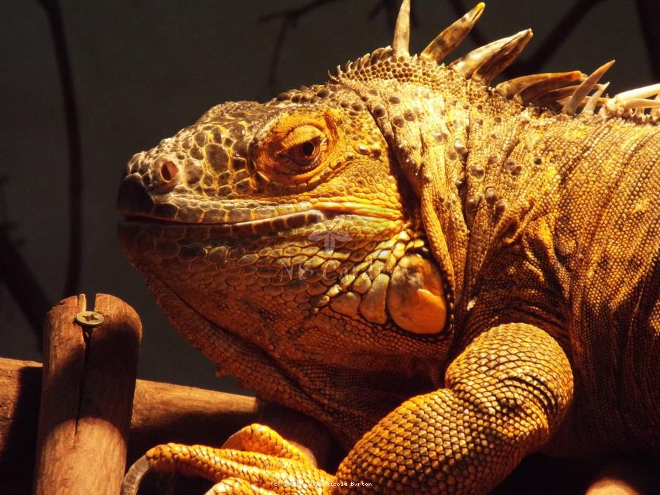Lizard 1