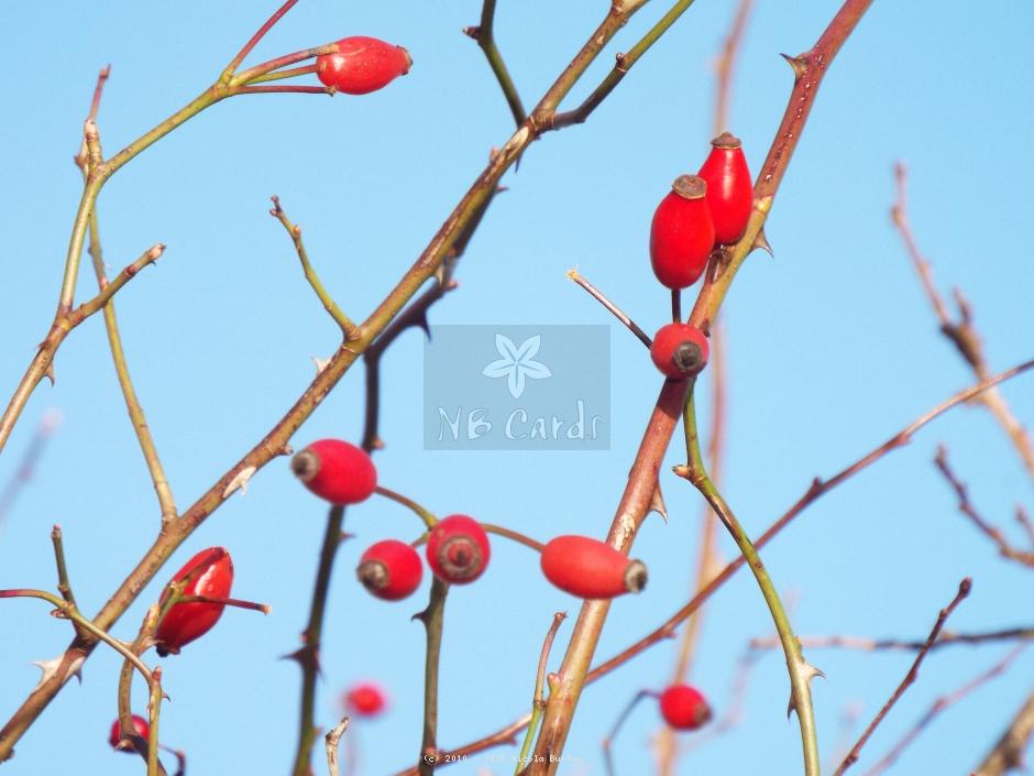 Berries