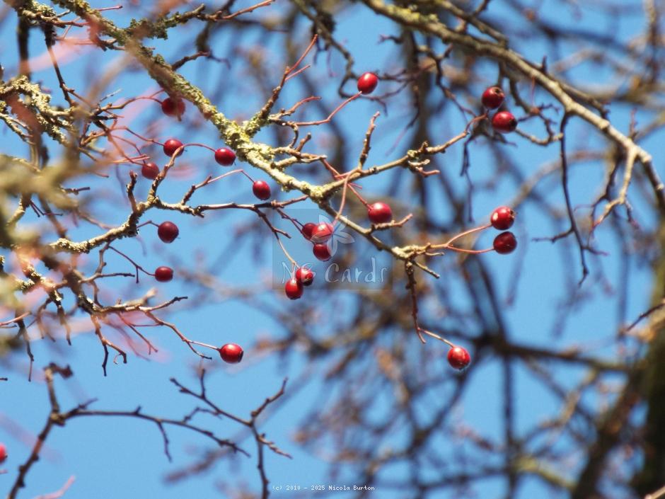 Berries