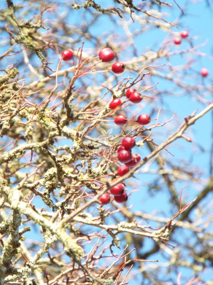 Berries