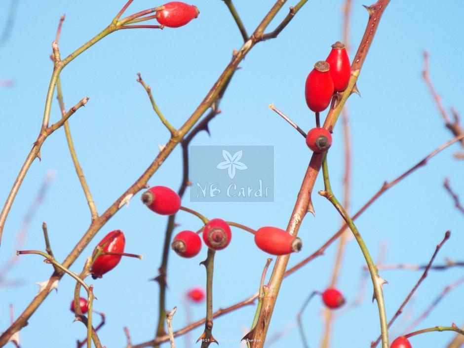 Berries 9