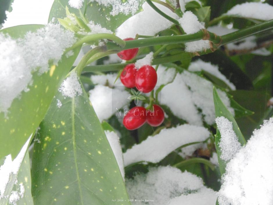 Berries 11