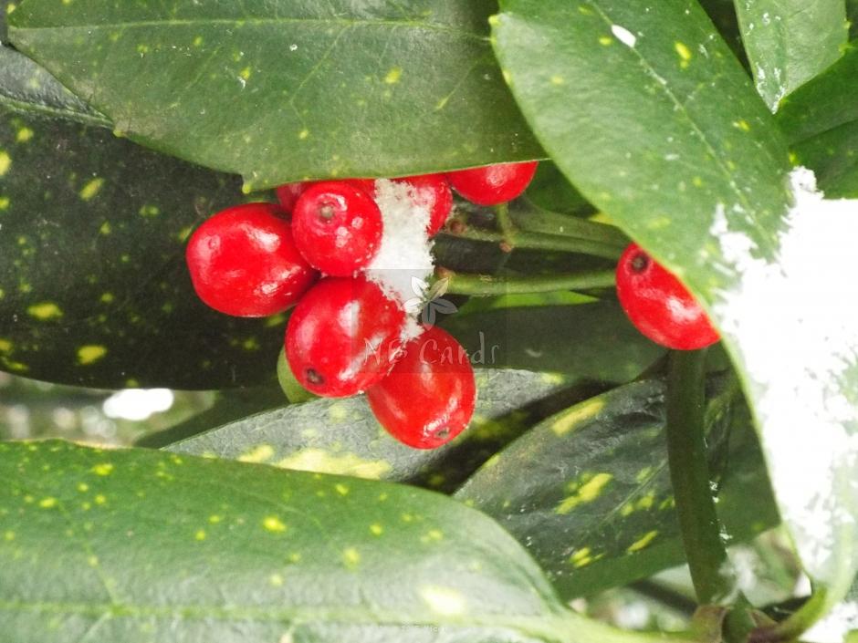 Berries 12