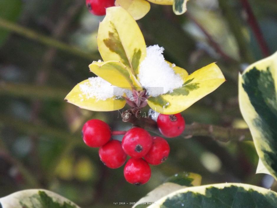 Berries 13