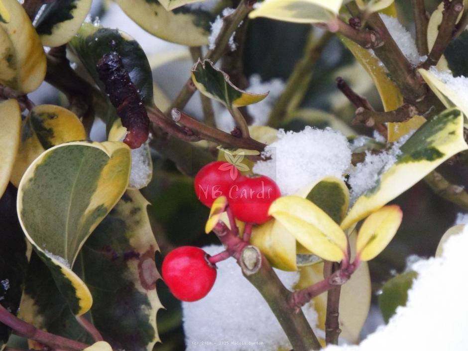 Berries 14