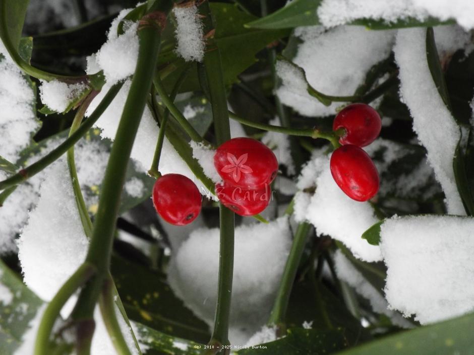 Berries 16