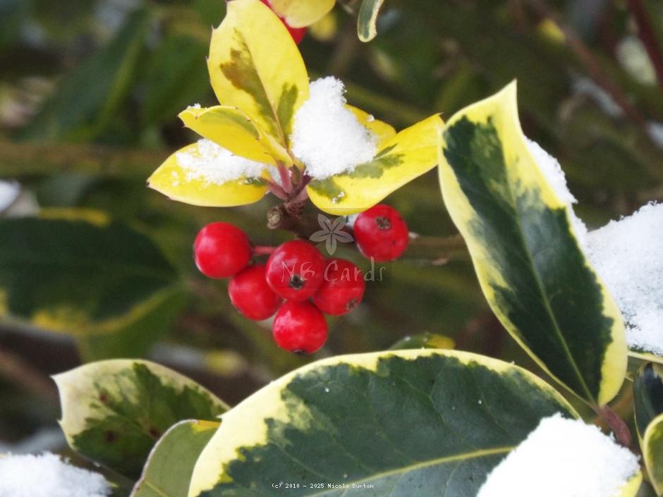 Berries 17