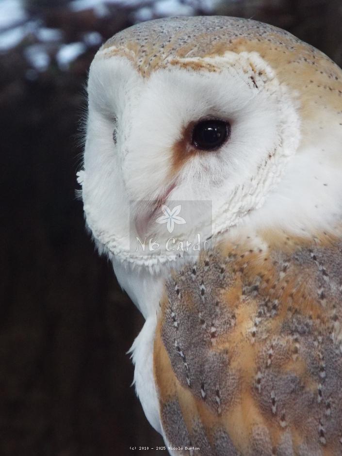 Barn owl